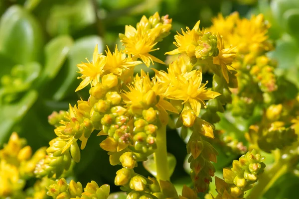Çiçek açan sedum karmaşasını kapat