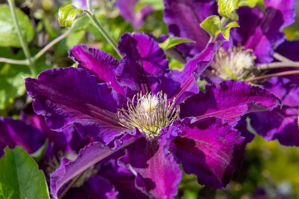 Primer Plano Flores Clematis Púrpura Flor — Foto de Stock