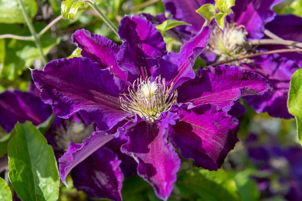 Mor klematis çiçeklerinin açtığı yeri kapatın.