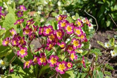 Çiçeklerin açtığı pembe (primula vulgaris) çiçekleri kapatın