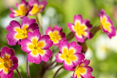 Çiçeklerin açtığı pembe (primula vulgaris) çiçekleri kapatın