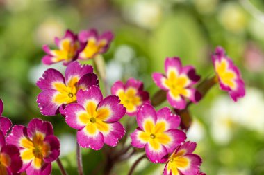 Çiçeklerin açtığı pembe (primula vulgaris) çiçekleri kapatın