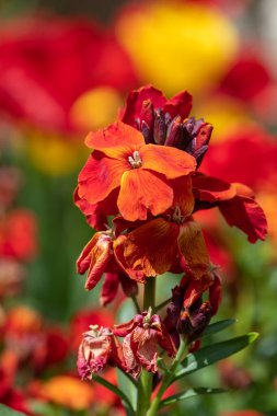 Çiçek açmış kırmızı duvar çiçeklerini kapat