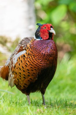 Ormanda bir horoz sülününün portresi (phasianus colchicus)