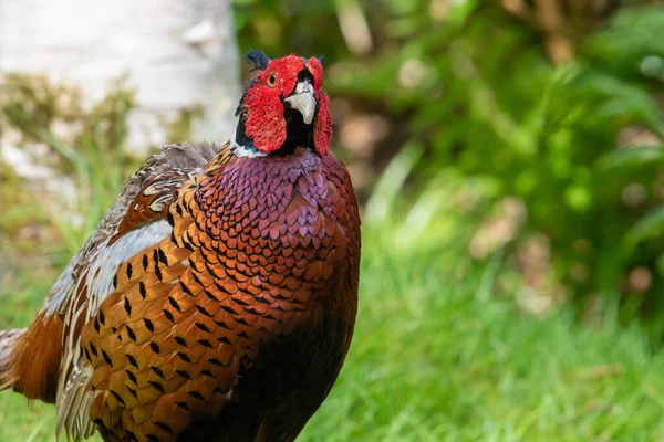 Retrato Faisán Gallo Phasianus Colchicus Bosque — Foto de Stock