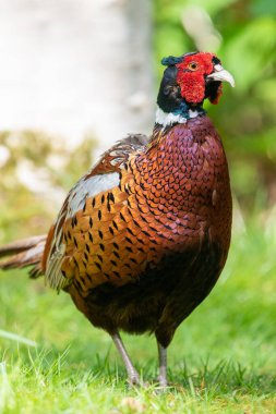 Ormanda bir horoz sülününün portresi (phasianus colchicus)