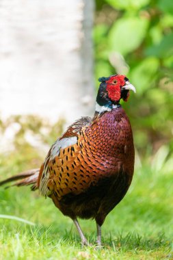 Ormanda bir horoz sülününün portresi (phasianus colchicus)
