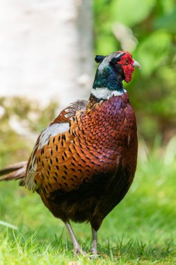 Ormanda bir horoz sülününün portresi (phasianus colchicus)