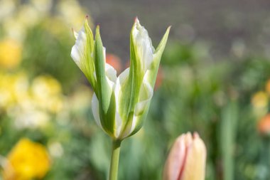 Çiçek açan yeşil ve beyaz lalenin (tulipa gesneriana) kapağını kapat