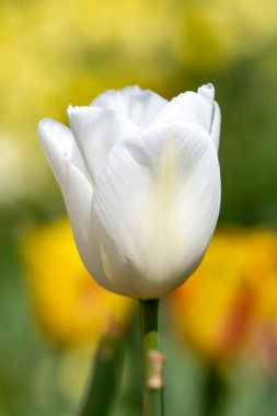 Çiçek açan beyaz bahçe lalesinin (tulipa gesneriana) kapağı