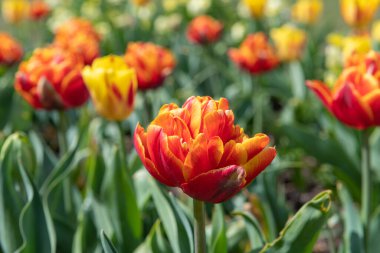 Bahçe lalelerinden bir yatak (tulipa gesneriana) çiçek açmış