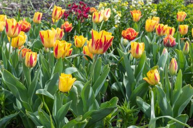 Bahçe lalelerinden bir yatak (tulipa gesneriana) çiçek açmış