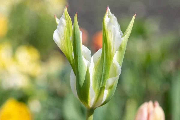 Gros Plan Une Fleur Verte Blanche Tulipe Tulipa Gesneriana Fleur — Photo