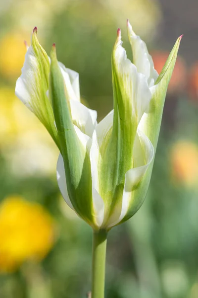 Çiçek Açan Yeşil Beyaz Lalenin Tulipa Gesneriana Kapağını Kapat — Stok fotoğraf