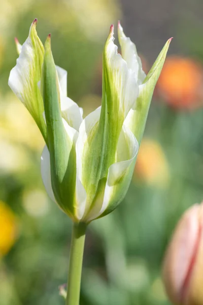 Gros Plan Une Fleur Verte Blanche Tulipe Tulipa Gesneriana Fleur — Photo