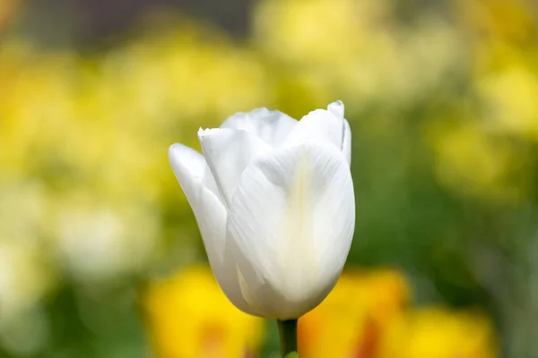Çiçek Açan Beyaz Bahçe Lalesinin Tulipa Gesneriana Kapağı — Stok fotoğraf