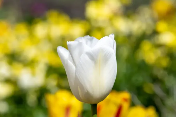 Close Uma Tulipa Jardim Branco Tulipa Gesneriana Flor Flor — Fotografia de Stock