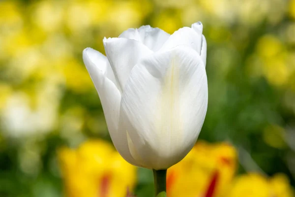 Close White Garden Tulip Tulipa Gesneriana Flower Bloom — Stock Photo, Image