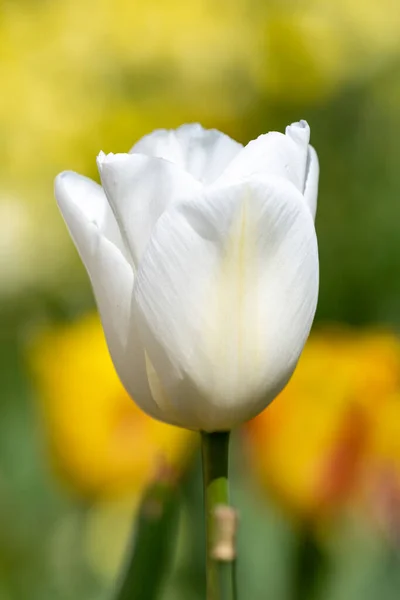 Закрыть Цветущий Белый Садовый Тюльпан Tulipa Gesneriana — стоковое фото