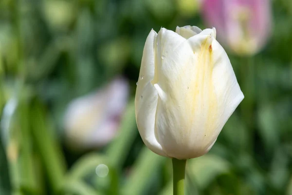 Close White Garden Tulip Tulipa Gesneriana Flower Bloom — Stock Photo, Image