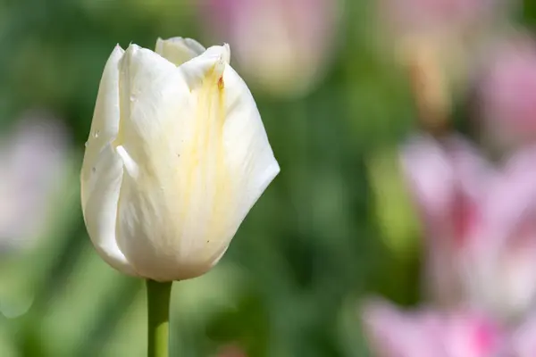 Close White Garden Tulip Tulipa Gesneriana Flower Bloom — Stock Photo, Image