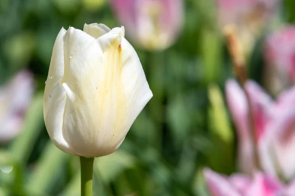 Close Uma Tulipa Jardim Branco Tulipa Gesneriana Flor Flor — Fotografia de Stock