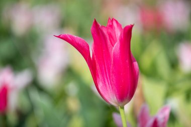 Çiçek açan pembe bahçe lalesinin (tulipa gesneriana) kapağı
