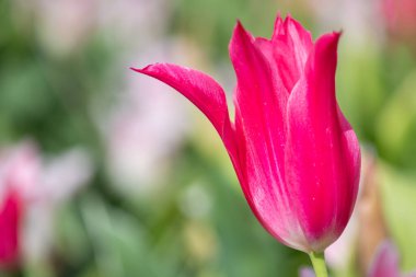 Çiçek açan pembe bahçe lalesinin (tulipa gesneriana) kapağı