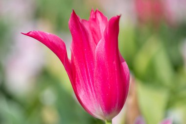 Çiçek açan pembe bahçe lalesinin (tulipa gesneriana) kapağı