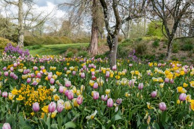 Çiçek açan bir bahçe lalesi (tulipa gesneriana).