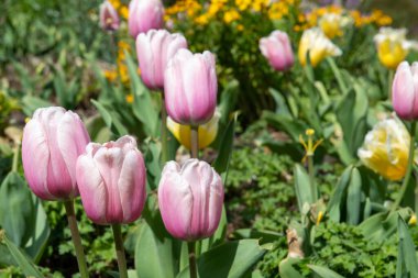Somon balığı izli lalelerin (tulipa gesneriana) çiçek açması