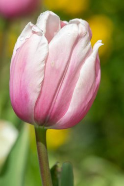 Somon balığı etkisindeki lalenin (tulipa gesneriana) açılışını kapat