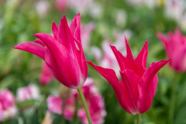Pink Garden Tulips Tulipa Gesneriana Bloom — Stock Photo, Image