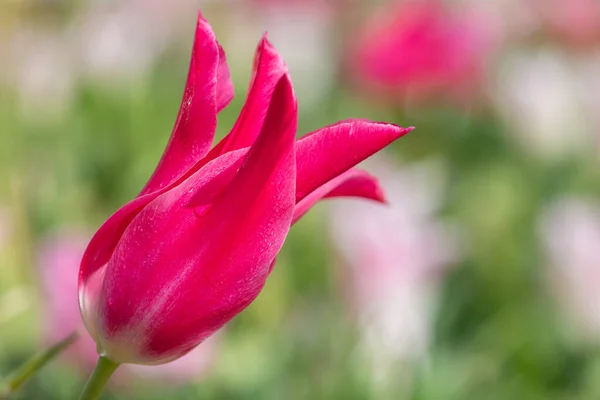 Gros Plan Une Fleur Rose Tulipe Jardin Tulipa Gesneriana Fleurs — Photo