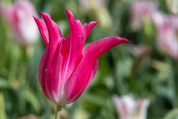 Gros Plan Une Fleur Rose Tulipe Jardin Tulipa Gesneriana Fleurs — Photo