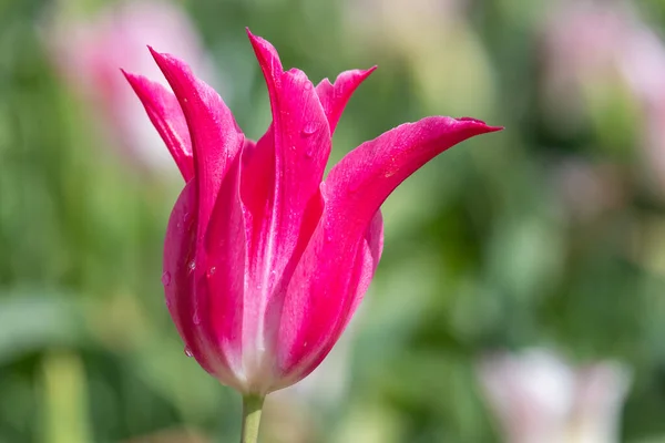 Gros Plan Une Fleur Rose Tulipe Jardin Tulipa Gesneriana Fleurs — Photo