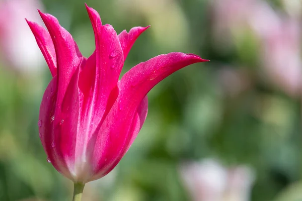 Close Uma Tulipa Jardim Rosa Tulipa Gesneriana Flor Flor — Fotografia de Stock