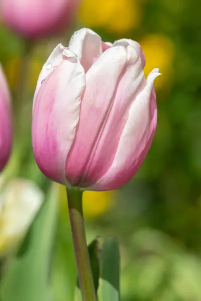 Close Uma Tulipa Impressão Salmão Tulipa Gesneriana Flor — Fotografia de Stock