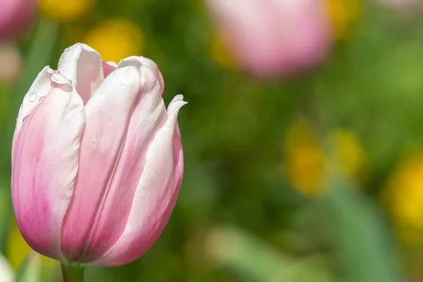 Gros Plan Une Tulipe Impression Saumon Tulipa Gesneriana Fleur — Photo