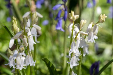 Çiçekler açan beyaz İspanyol çan çiçeklerine (Hyacinthoides hispanica) yakın çekim
