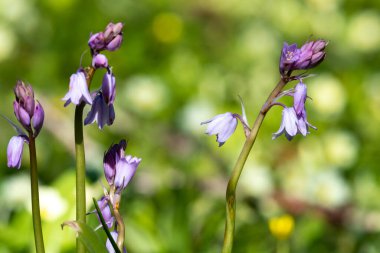 Çiçekler açan pembe İspanyol çan çiçeklerine (Hyacinthoides hispanica) yakın çekim