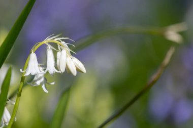 Çiçek açmış beyaz bir İspanyol çan çiçeğinin (Hyacinthoides hispanica) kapağını kapat