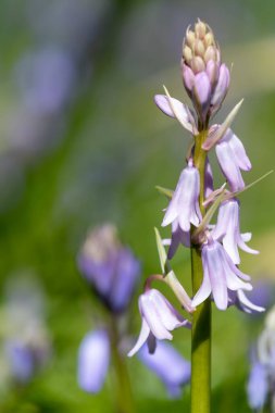 Çiçek açan pembe bir İspanyol çan çiçeğinin (Hyacinthoides hispanica) kapağını kapat