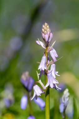 Çiçek açan pembe bir İspanyol çan çiçeğinin (Hyacinthoides hispanica) kapağını kapat