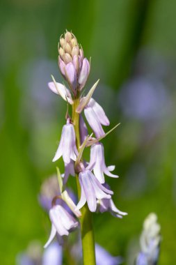 Çiçek açan pembe bir İspanyol çan çiçeğinin (Hyacinthoides hispanica) kapağını kapat