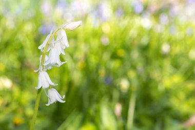 Çiçek açmış beyaz bir İspanyol çan çiçeğinin (Hyacinthoides hispanica) kapağını kapat