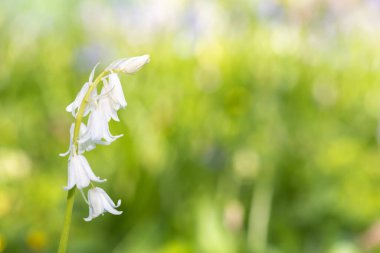 Çiçek açmış beyaz bir İspanyol çan çiçeğinin (Hyacinthoides hispanica) kapağını kapat