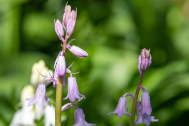 Çiçekler açan pembe İspanyol çan çiçeklerine (Hyacinthoides hispanica) yakın çekim