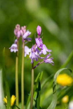 Çiçekler açan pembe İspanyol çan çiçeklerine (Hyacinthoides hispanica) yakın çekim