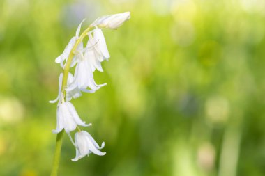 Çiçek açmış beyaz bir İspanyol çan çiçeğinin (Hyacinthoides hispanica) kapağını kapat